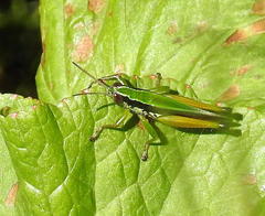 Oxya hyla