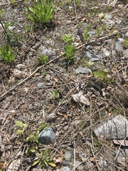 Pueraria montana lobata