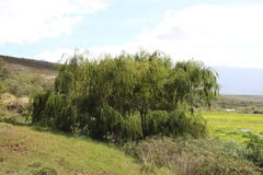 Salix babylonica babylonica