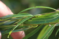 Salix babylonica babylonica