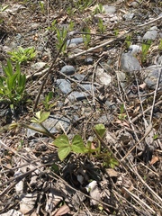Pueraria montana lobata