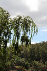 Salix babylonica babylonica