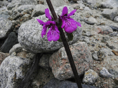 Stachys philippiana
