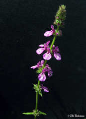 Stachys philippiana