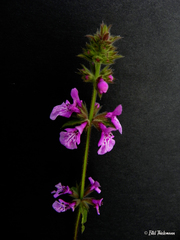 Stachys philippiana