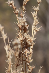 Cymbopogon bombycinus