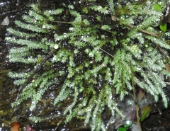 Philonotis capillaris