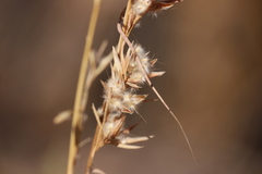 Cymbopogon bombycinus
