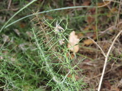 Genista tournefortii