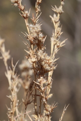 Cymbopogon bombycinus