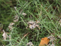 Genista tournefortii