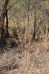 Cymbopogon bombycinus