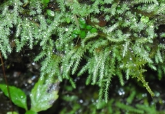 Philonotis capillaris