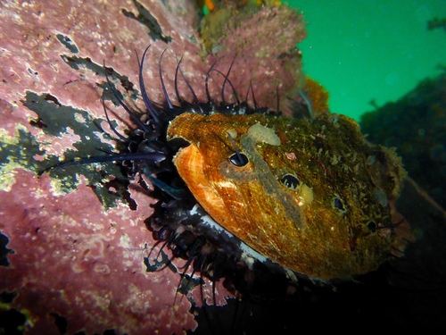 Red Abalone
