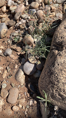 Mirabilis linearis linearis