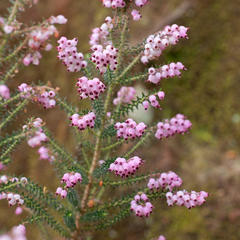 Erica racemosa racemosa