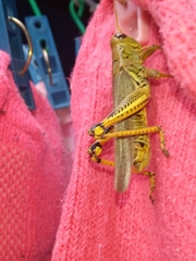 Melanoplus differentialis