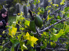 Vasconcellea chilensis