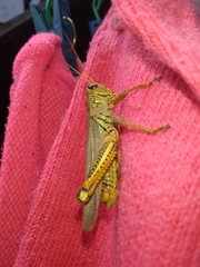 Melanoplus differentialis