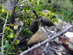 Vasconcellea chilensis
