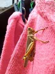 Melanoplus differentialis