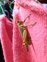 Melanoplus differentialis