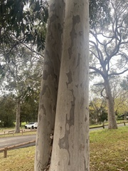 Corymbia