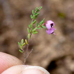Erica bicolor