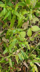 Persicaria setacea