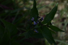 Solanum corymbosum