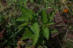 Solanum corymbosum