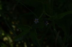 Solanum corymbosum
