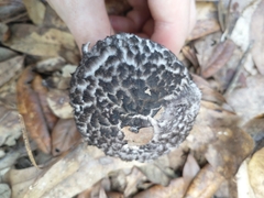 Strobilomyces strobilaceus image