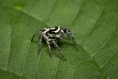 Leptofreya