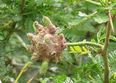 Cephalotelium