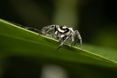 Leptofreya