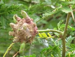 Cephalotelium