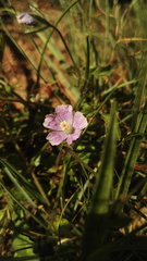 Monsonia burkeana
