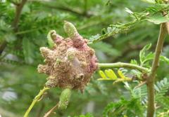 Cephalotelium