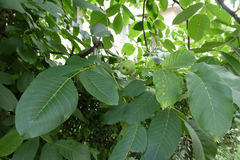 Juglans regia