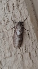 Lepidoscia euryptera