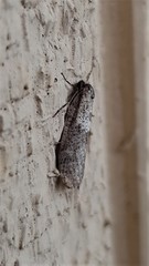 Lepidoscia euryptera