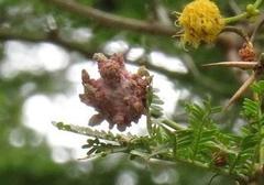 Cephalotelium