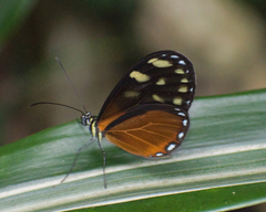 Pteronymia picta notilla