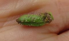 Cephalotelium