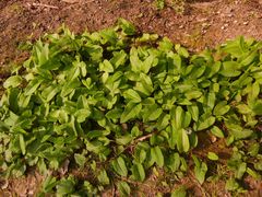 Bistorta officinalis