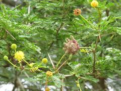 Cephalotelium