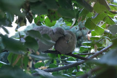 Streptopelia decaocto