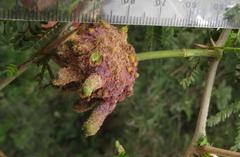 Cephalotelium