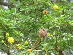 Cephalotelium